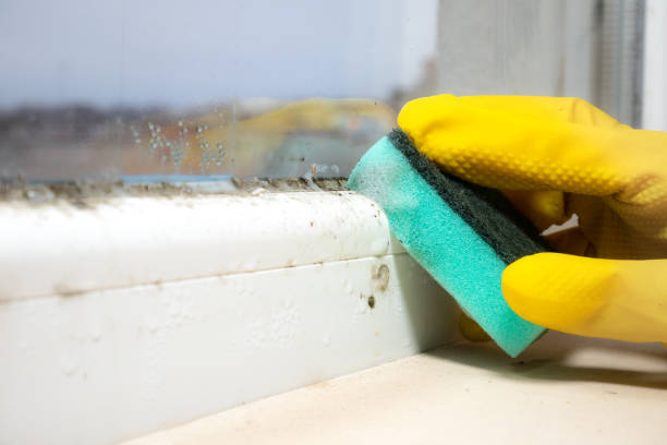 Best Mold Removal Process  in Jackson, TN