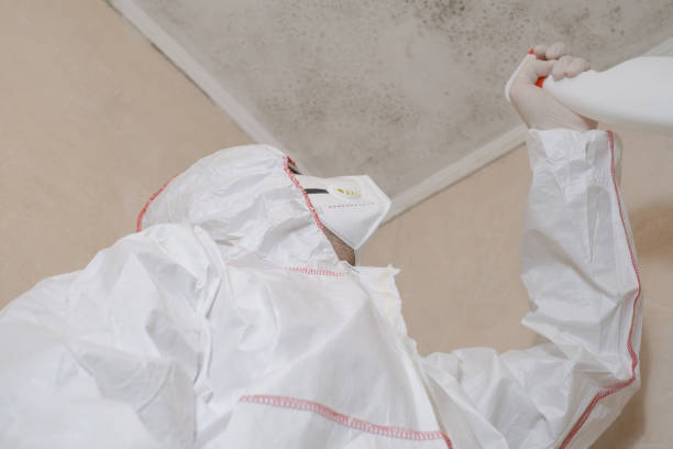 Best Residential Mold Removal  in Jackson, TN