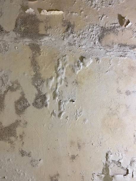 Trusted Jackson, TN Mold Removal Experts