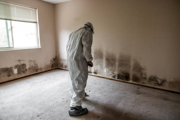 Mold Removal Process in Jackson, TN