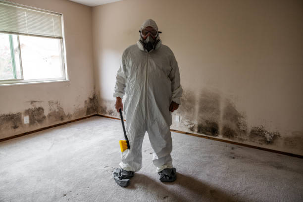 Best Commercial Mold Removal  in Jackson, TN