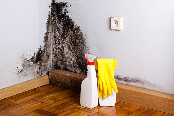 Mold Removal and Inspection in Jackson, TN