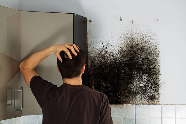 Best Mold Testing  in Jackson, TN